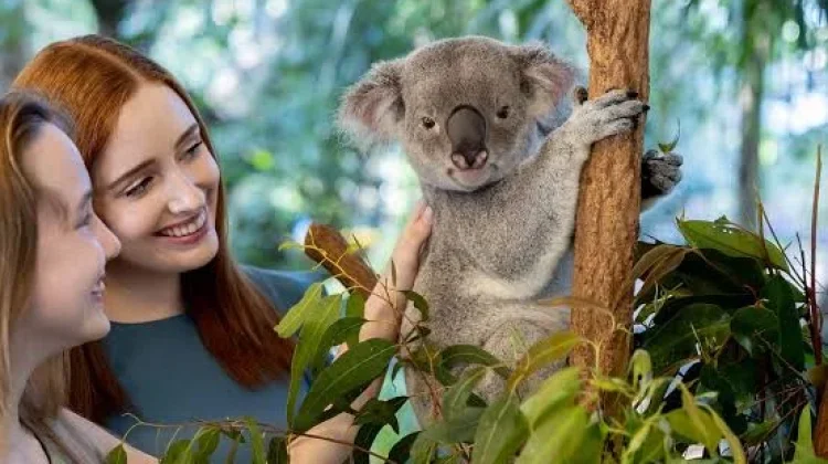 Simak Fakta Unik Tentang Koala, Hewan Menggemaskan Asal Australia
