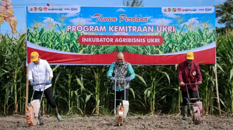 Pemerintah Dorong Petani Jagung Perkuat Kelompok Tani lewat Akses KUR