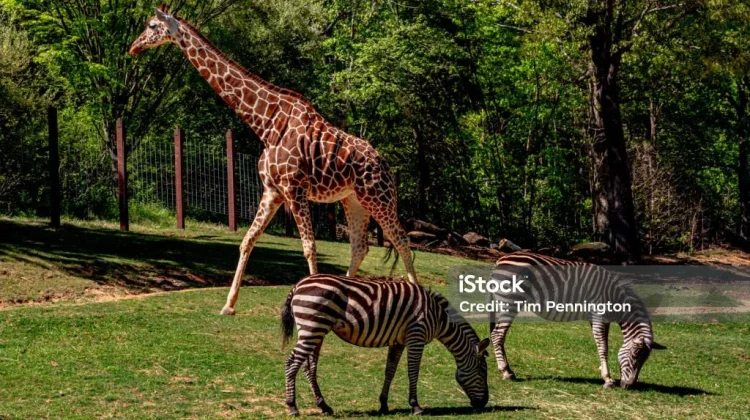 Jangan Keliru, Ini Perbedaan Kebun Binatang, Taman Safari, dan Suaka Margasatwa