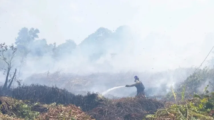 BNPB Kerahkan Water Bombing Tangani Karhutla di Ketapang