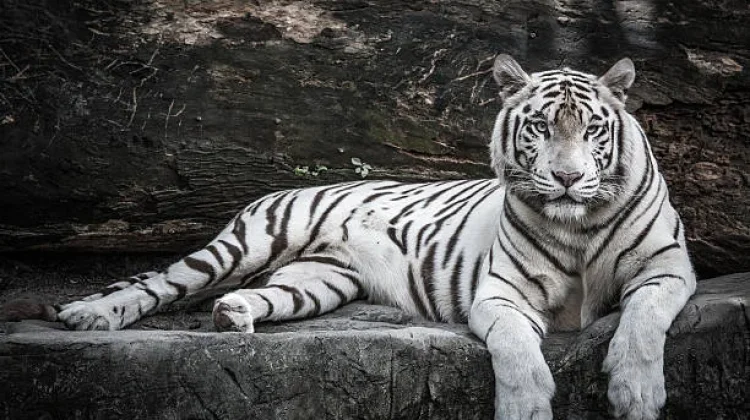 Pemkot Semarang Akan Selidiki Kematian Harimau Putih di Semarang Zoo