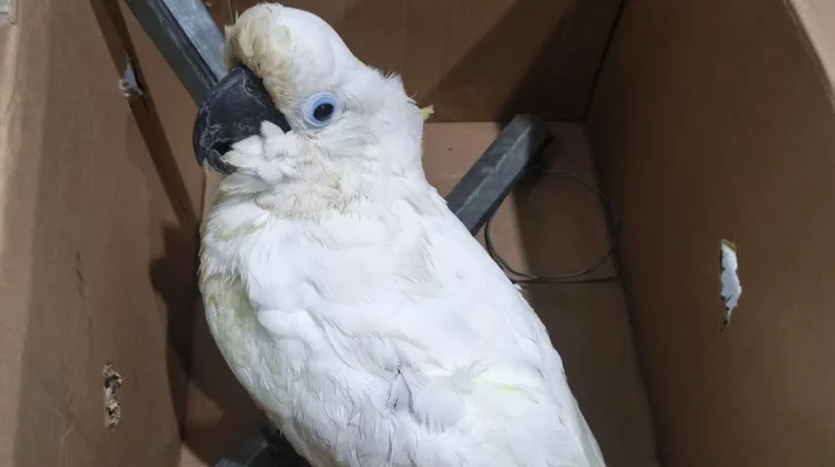 Jual Burung Dilindungi lewat Facebook, Pria di Jayapura Terancam 15 Tahun Penjara