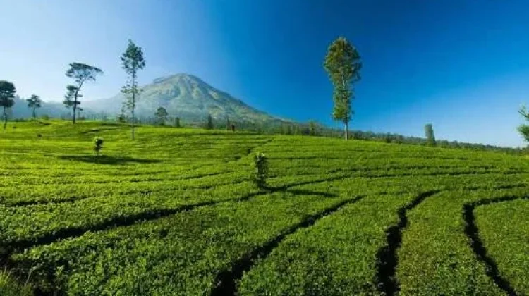 Agro Eduwisata Jadi Magnet Baru: Dari Tempat Rekreasi Menjadi Ruang Belajar