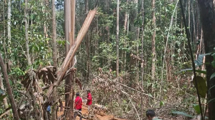 Kemenhut Perkuat Pengamanan Kawasan Eks PBPH di Empat Provinsi