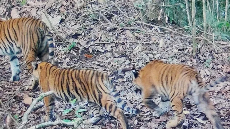 Dua Anak Harimau Sumatra Kembali Terdeteksi di TN Kerinci Seblat