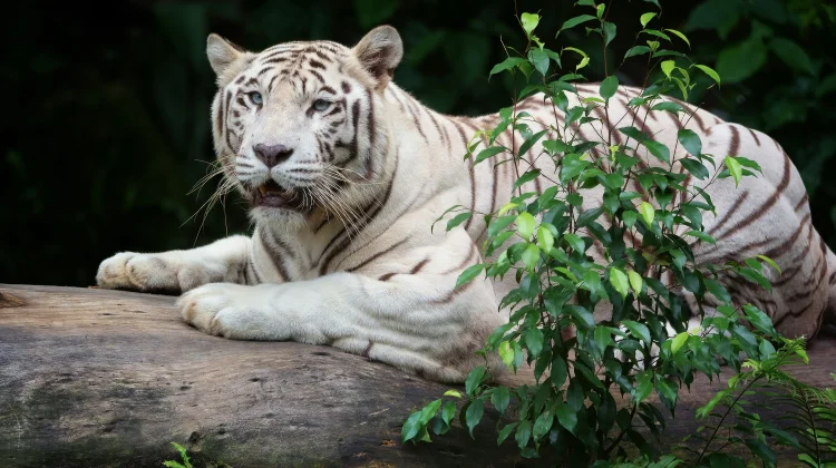 Harimau Putih Mati, Walkot Agustina Soroti Anggaran Semarang Zoo
