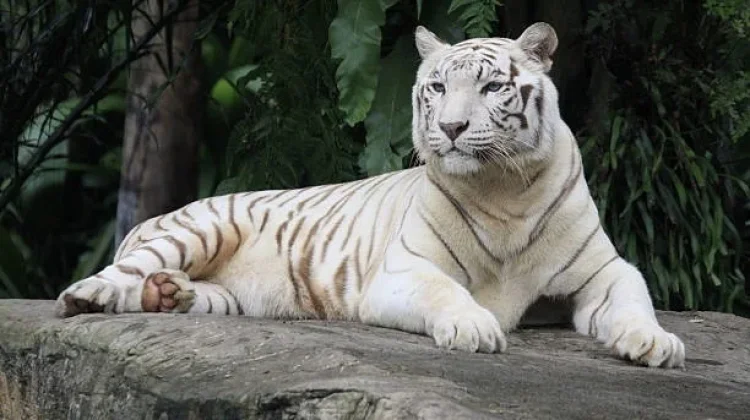 Sekda Beberkan Penyebab Kematian Harimau Putih Semarang Zoo