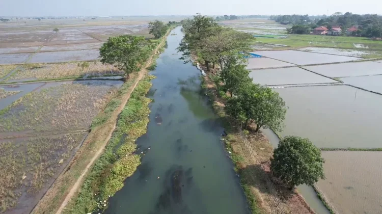 Irigasi Bermasalah, Sawah di Kecamatan Pebayuran Bekasi Tak Bisa Ditanami Padi
