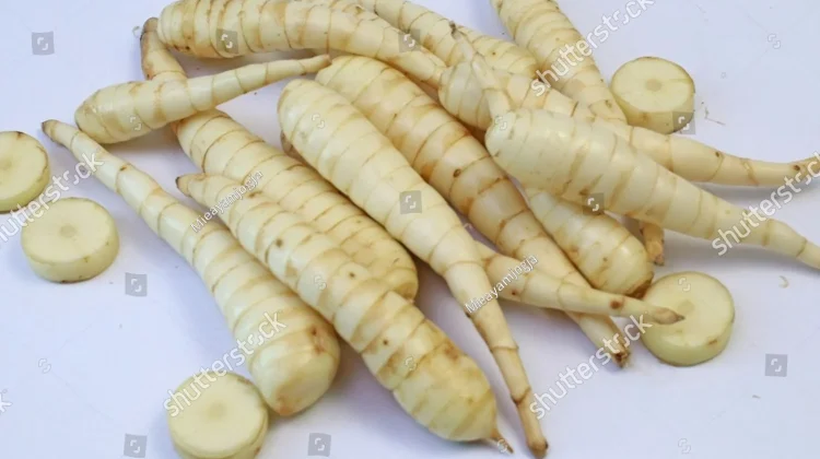 Mengenal Umbi Garut, Tanaman Pangan yang Bisa Diolah Menjadi Tepung Bebas Gluten