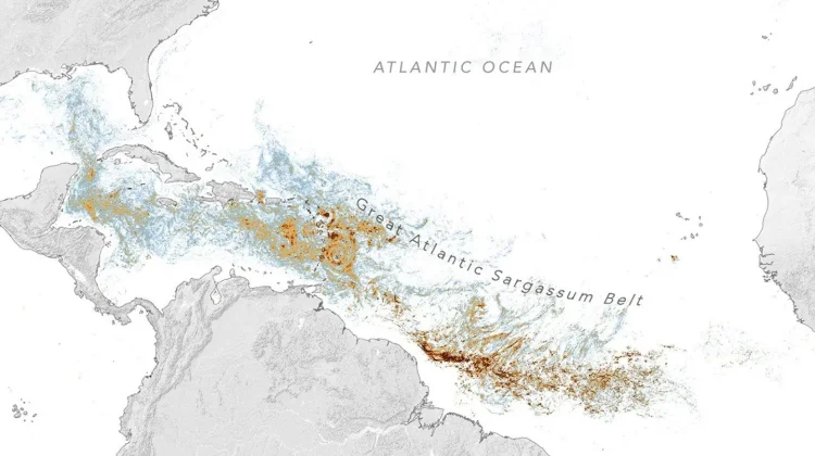 Sargassum Atlantik Capai Level Ekstrem, Karibia dan Teluk Meksiko Pecahkan Rekor