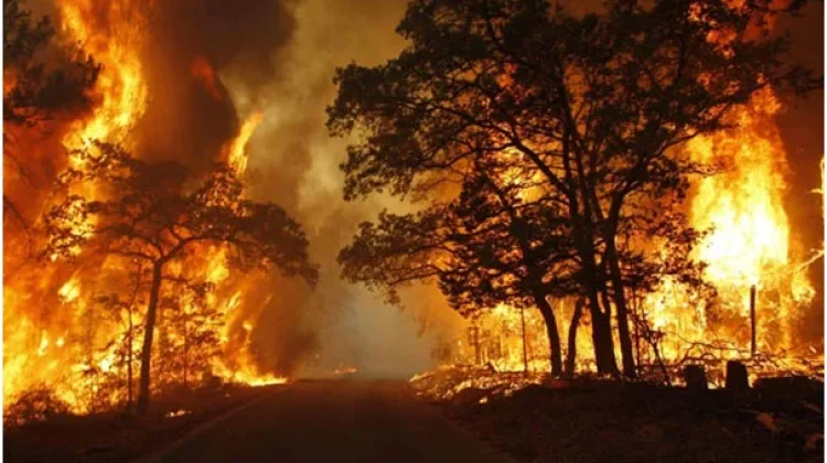 Cuaca Panas Picu Lonjakan Kebakaran Lahan di Kota Serang