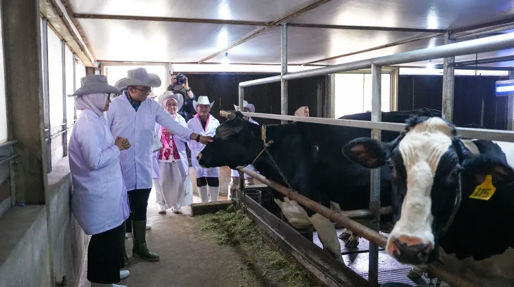Kemenkop Perkuat Koperasi Susu untuk Dukung Program Makan Bergizi Gratis