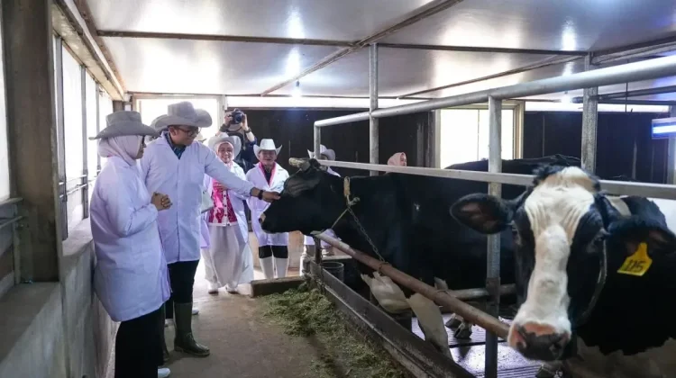 Pemerintah Perankan Peternak Rakyat Jadi Rantai Pasok Program MBG