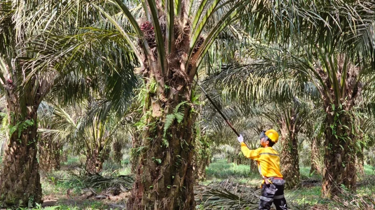 Inovasi dan Konservasi, Komitmen Astra Agro Kelola Sawit Berkelanjutan