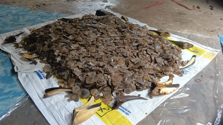 Kemenhut Bongkar Perdagangan Sisik Trenggiling dan Paruh Rangkong di Padang