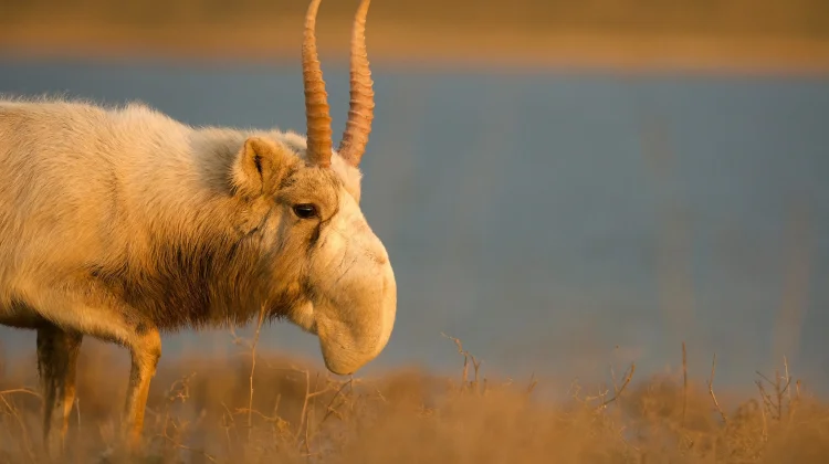 Antelop Saiga, Hidung Besar untuk Adaptasi terhadap Lingkungan Steps Ekstrem