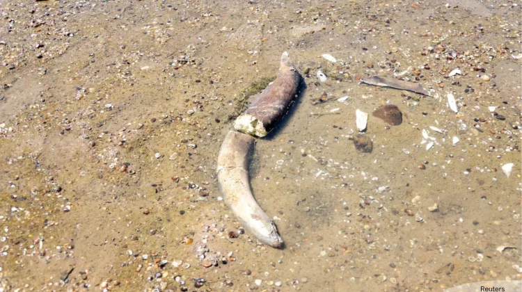 Gelombang Panas Picu Sungai Danube Surut, Fosil Mammoth Ditemukan