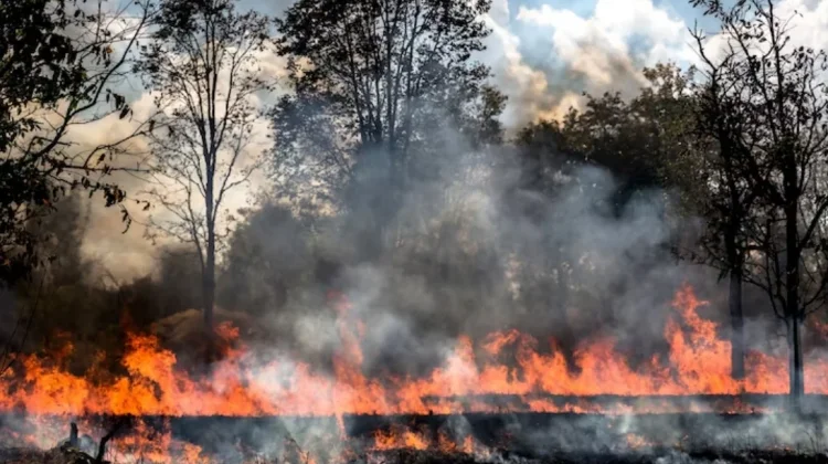 700 Bangunan Hangus akibat Kebakaran Hutan di Washington