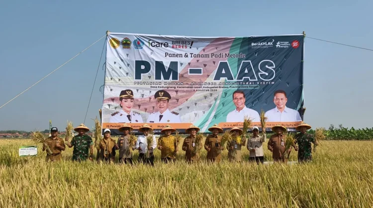 PM-AAS Dongkrak Produktivitas Padi di Brebes