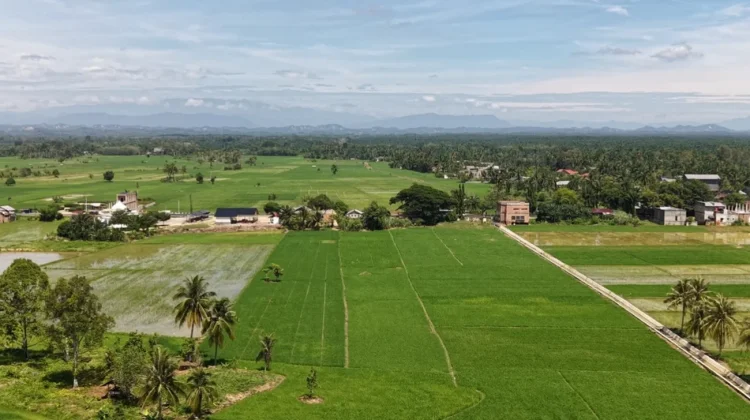 Pemerintah Kebut Pemulihan Lahan Sawah di Aceh, Jelang Musim Tanam
