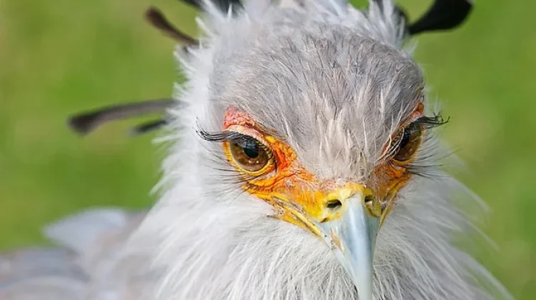 Secretary Bird, Burung Pemangsa yang Lebih Sering Berjalan daripada Terbang