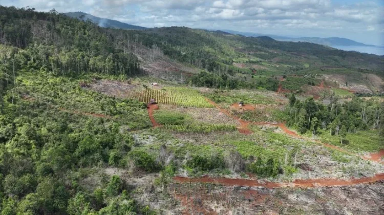 Kemenhut Bongkar Modus Jual-Beli Garapan di Hutan Lindung Luwu Timur