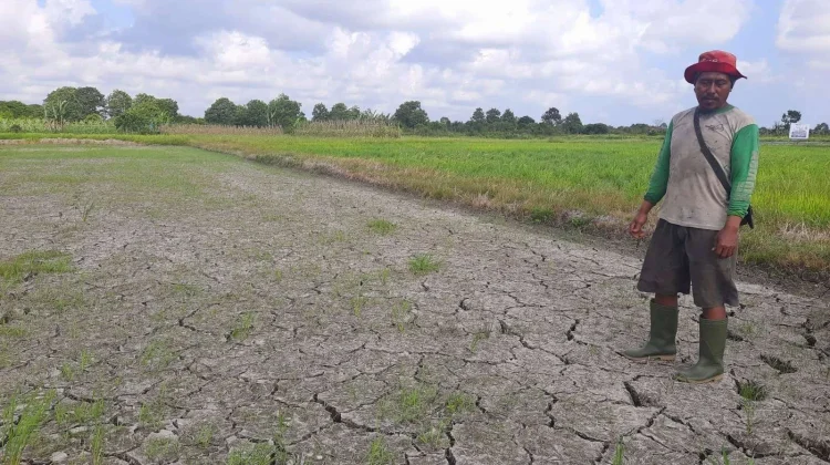 Jangan Paksa Tanam Padi, BMKG Keluarkan Peringatan untuk Petani Babel