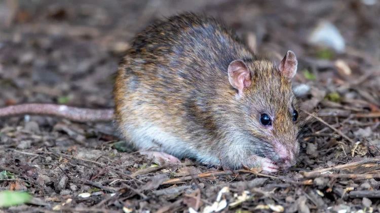 Dari Tikus ke Manusia, Begini Cara Leptospirosis Menyebar