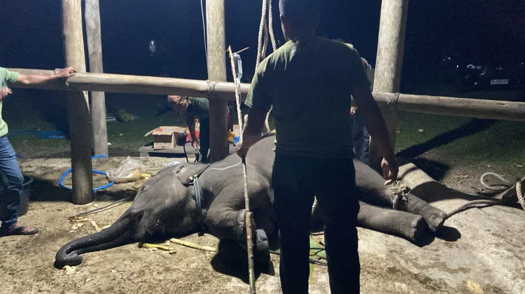 Kematian Gajah Yuna, BKSDA Aceh Perkuat Deteksi Dini EEHV