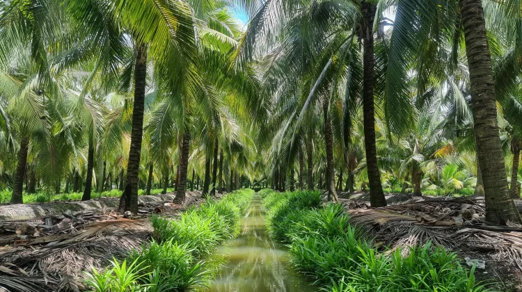 Kaya Gizi dan Serbaguna, Simak Manfaat yang Ada di Pohon Kelapa