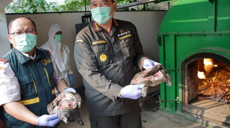 Karantina Banten Musnahkan 3,6 Ton Daging Tanpa Dokumen