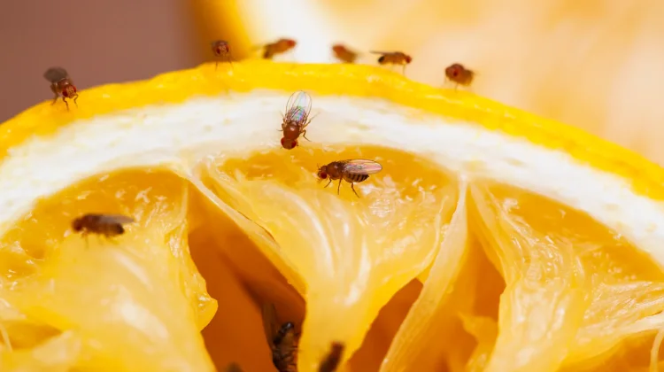 Buah Matang Bikin Lalat Kecil Berdatangan, Kenapa?