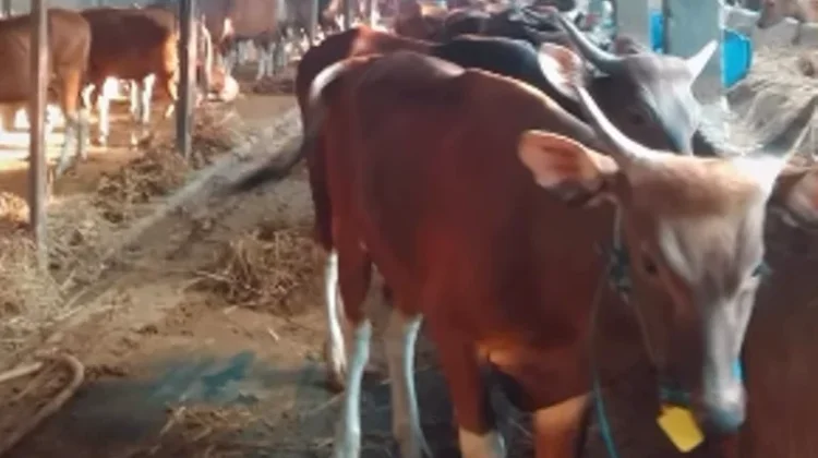 Pemerintah Kota Bekasi Dorong Sertifikat Halal bagi Usaha Rumah Potong Hewan