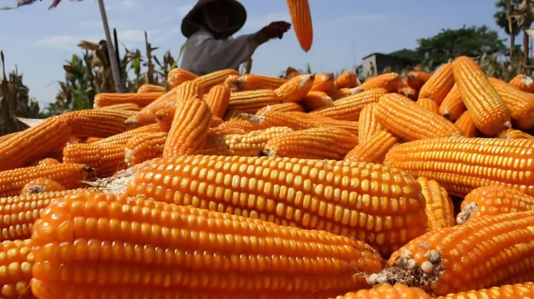 Bapanas Usul Tambahan 150 Ribu Ton Jagung Pakan