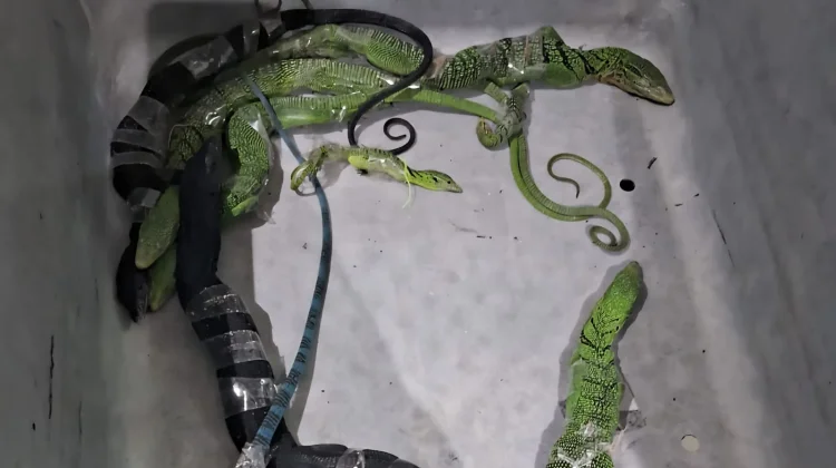 WNA Korsel Selundupkan Delapan Biawak Melalui Bandara Soetta