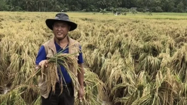 Relakan Cincin dan Tanah Warisan, Ini Kisah di Balik Perjuangan Pahlawan Pangan