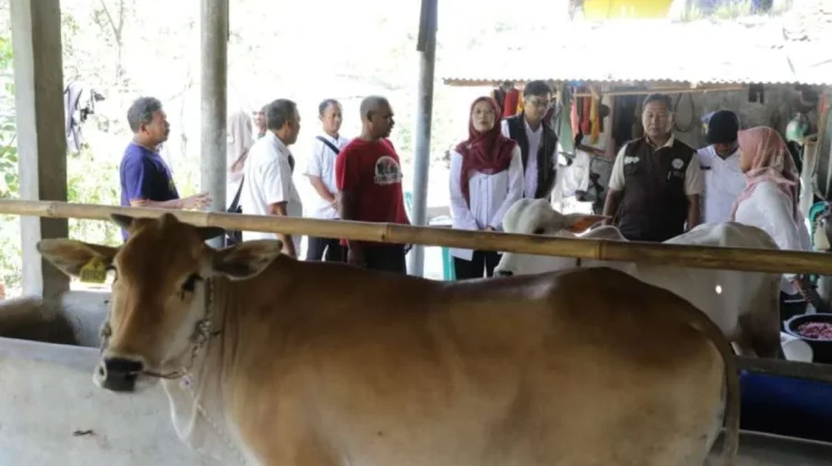 Pemprov Jabar Salurkan Bibit Sapi Potong ke Tiga Kabupaten