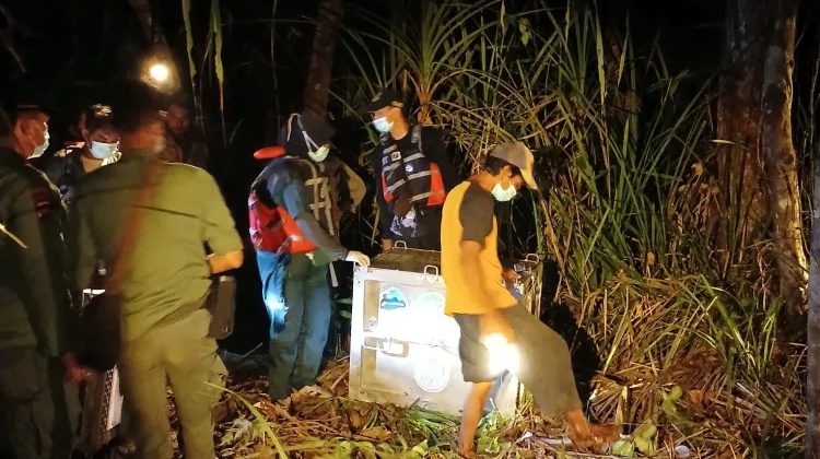 Kemarau Picu Pergerakan Orangutan, Tiga Satwa Dievakuasi