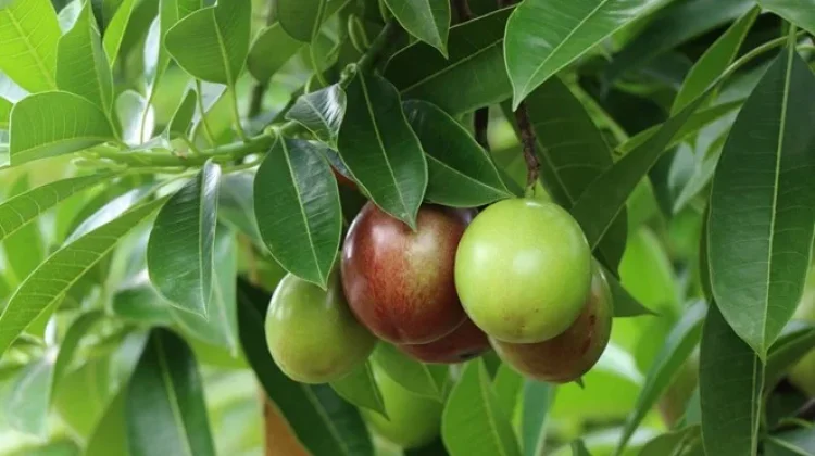 Sering Lihat di Pinggir Jalan, Ini Fakta tentang Buah Bintaro