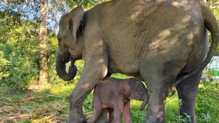 Kebakaran Way Kambas Berhasil Dipadamkan, Kemenhut Pastikan Gajah Sumatra Aman