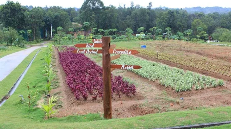 Geliat Wisata Petik Anggur: Pengelola Hadapi Tantangan Iklim