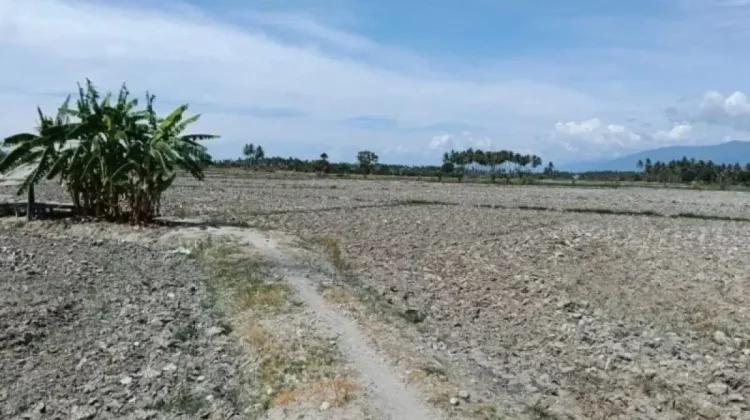 Puluhan Hektare Sawah di Sigi Terdampak Kekeringan