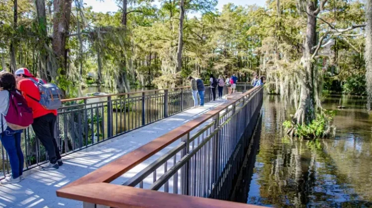 Ada Rawa di tengah Kampus, Begini Uniknya Cypress Lake di Louisiana