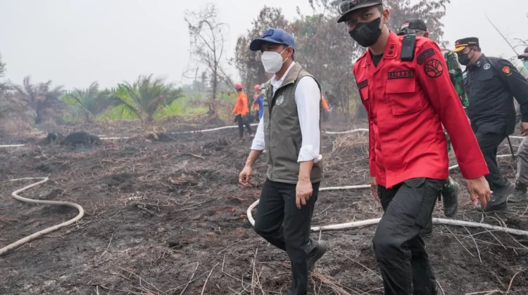 Cek Karhutla Gambut di Jambi, Menhut: Kelalaian Kecil Bisa Berdampak Luas