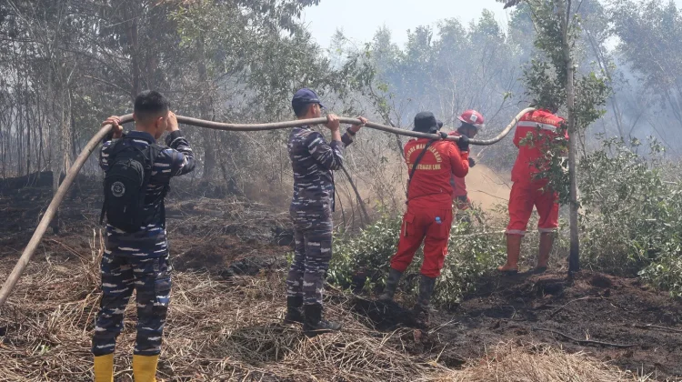 Ratusan Hektare Lahan PBPH Terbakar, Kemenhut Perkuat Cegah Karhutla Kalsel