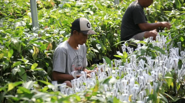 Mentan Amran Perkuat Kopi dan Kakao Lampung, 2,6 Juta Bibit Disiapkan