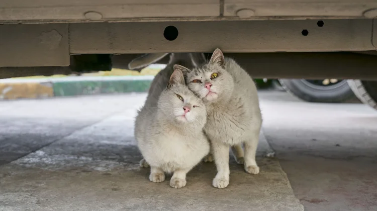 Wajib Tahu, Makanan Ini Sebaiknya Tidak Diberikan kepada Kucing