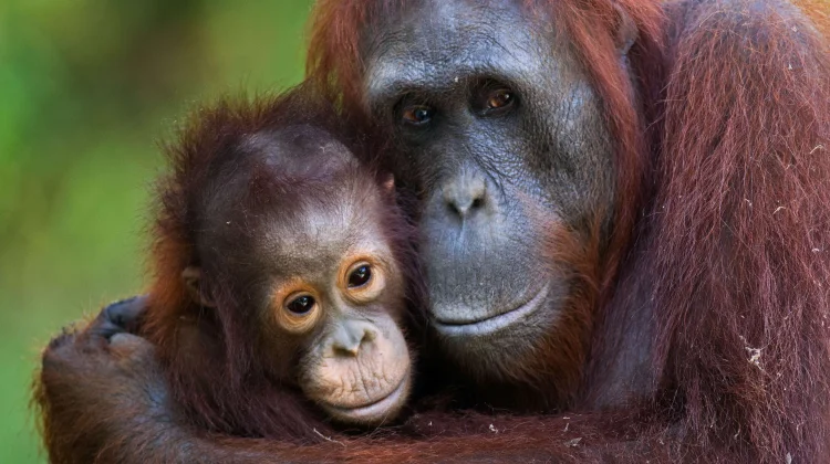 Mengapa Orangutan Penting bagi Kelestarian Hutan Tropis?