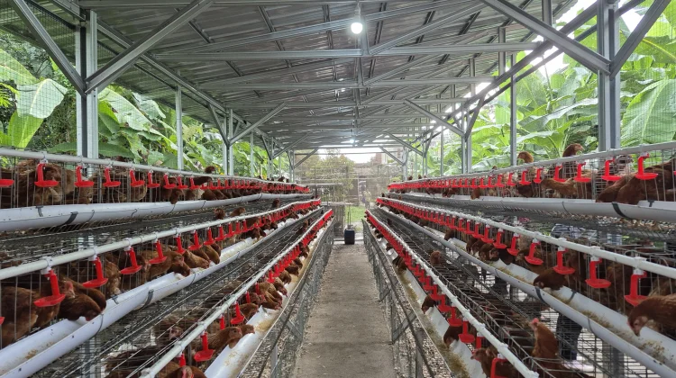 Dalam Sepekan, Arahan Mentan Amran Jadi Langkah Konkret Lindungi Peternak Ayam Ras