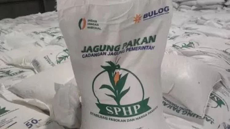 Kementan Kawal SPHP Jagung bagi Peternak, Penyaluran Telah Mencapai 127 Ribu Ton